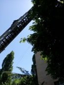 Собаку витягли з колодязя, а кота зняли з дерева