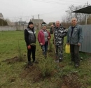 Тут виростуть гарні дерева