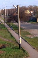 А деревця висадили знову