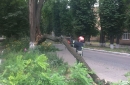 Гілку прибрали
